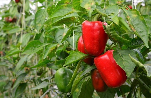 Peppers are wonderful hydroponic plants