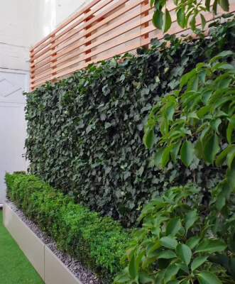 Plant a Living Wall as Garden Screen