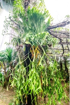 Platycerium coronarium is one of the easiest staghorn ferns to identify