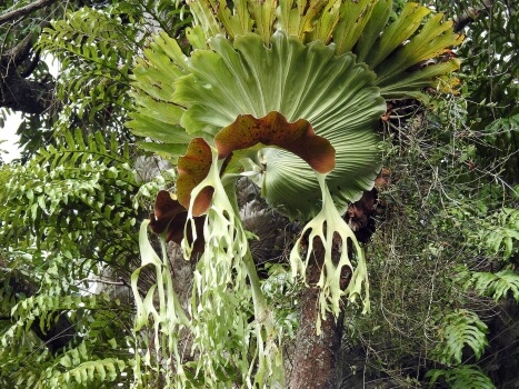 Platycerium grande are also called the giant staghorn fern, or lion’s cape