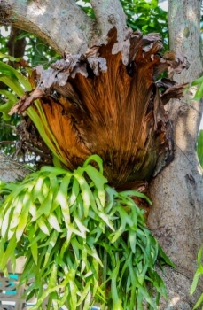 Platycerium holttumii is one of the most widely cultivated staghorn ferns