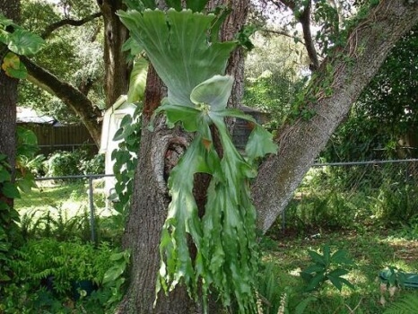 Platycerium wandae is insanely simple to grow whether it’s in a pot, on a tree, or strapped into a fern plank