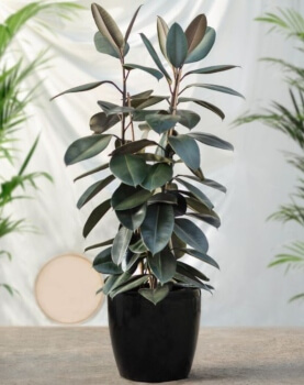 Rubber plant grown indoors