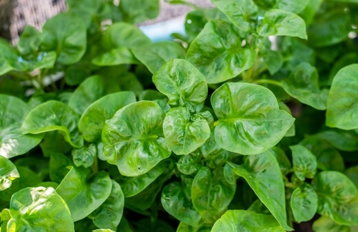 Spinach is one of the fastest growing hydroponic plants