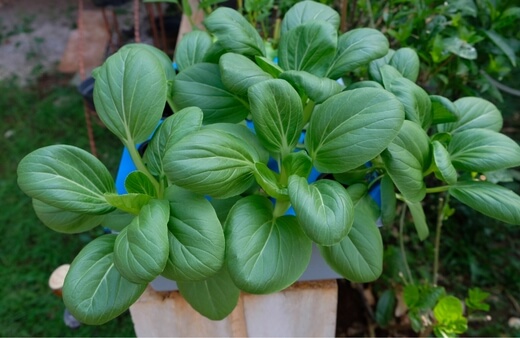 Spring greens, or any Chinese leaves, grow exceptionally well in hydroponics