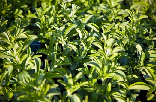 Stevia is one of the most beautiful plants to grow hydroponically