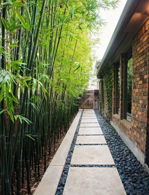 Tall Bamboo for Garden Screening
