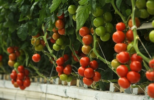 Tomatoes are probably the most famous fruit you can grow using hydroponics