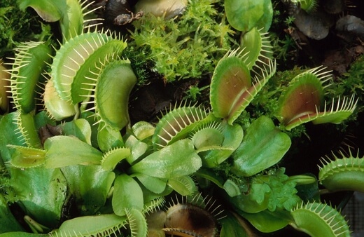 Venus flytraps are known for getting rid of flies