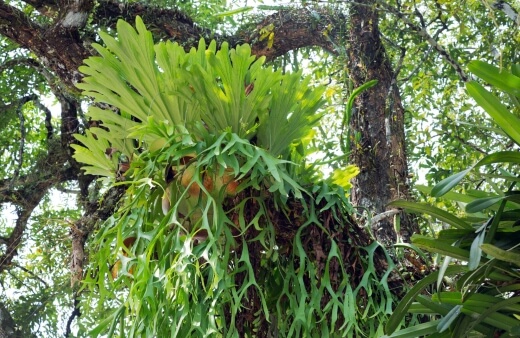 What is a Staghorn Fern