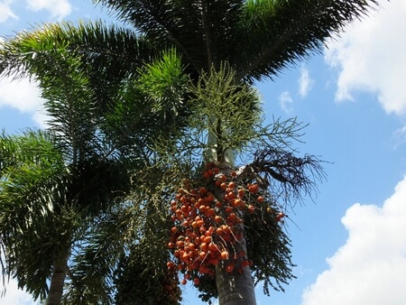 Wodyetia Bifurcata commonly known as Foxtail Palm