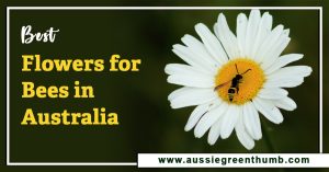 Best Flowers for Bees in Australia
