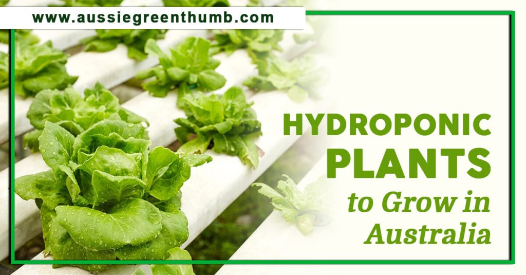 Hydroponic Plants to Grow in Australia