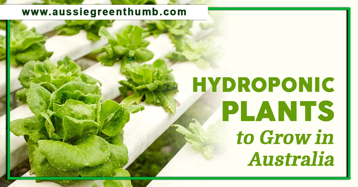 25 Hydroponic Plants to Grow in Australia AGT