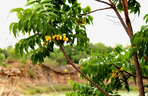 Azadirachta indica commonly known as Neem tree