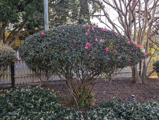 Azalea plant is a larger, flowering shrub from the Rhododendron genus