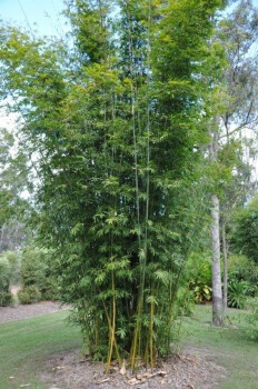 Bamboo Gracilis Care Guide