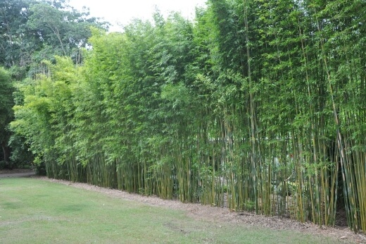Bambusa textilis var. gracilis commonly known as Gracilis bamboo
