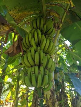 Banana Tree Fruit