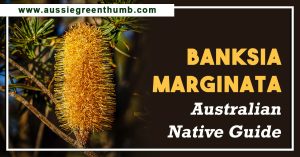 Banksia Marginata Australian Native Guide