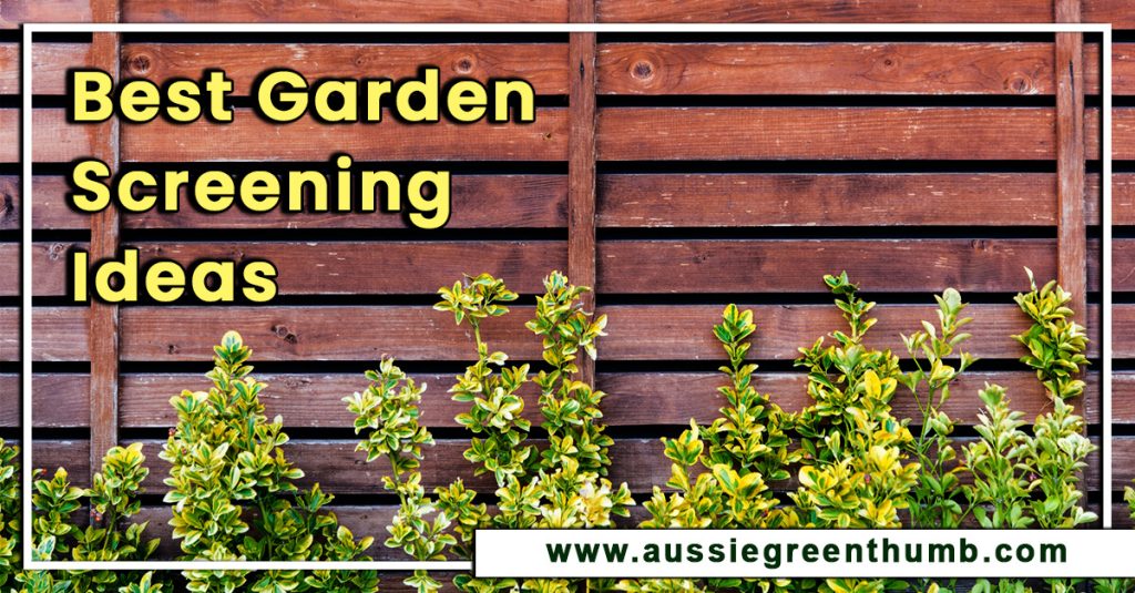 Best Garden Screening Ideas