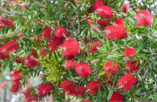 Bottlebrush provides an abundance of bright red, brush-like blooms to a wide range of native bee species