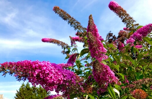 Butterfly bush are tall shrubs that produce clusters of gorgeous conical violet to pink blooms that are very attractive to many types of bees