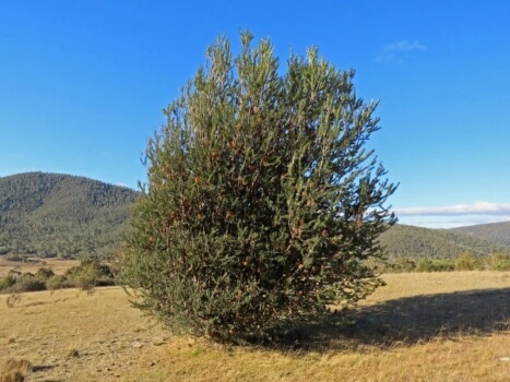 Caring for Banksia Marginata