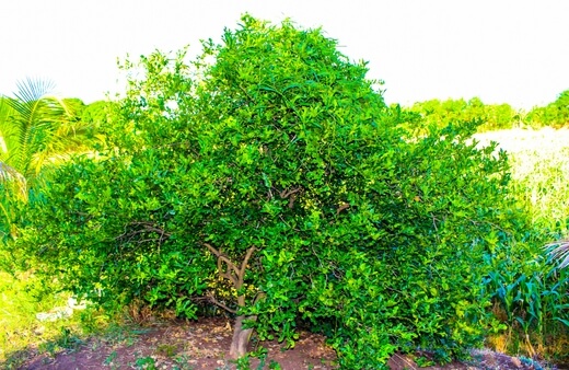 Citrus hystrix commonly known as Kaffir lime