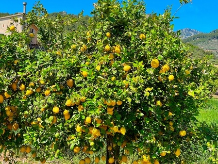 Citrus limon commonly known as Lemon tree