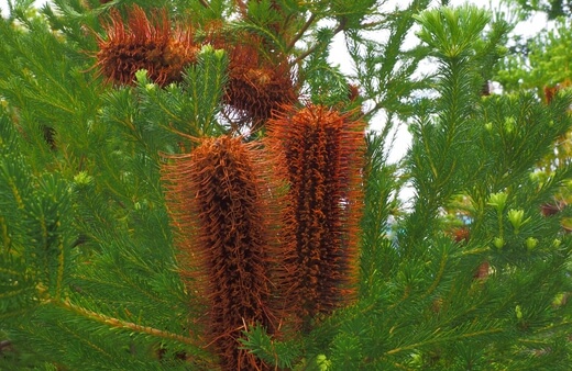 Conditions Planting and Growing for Banksia Ericifolia