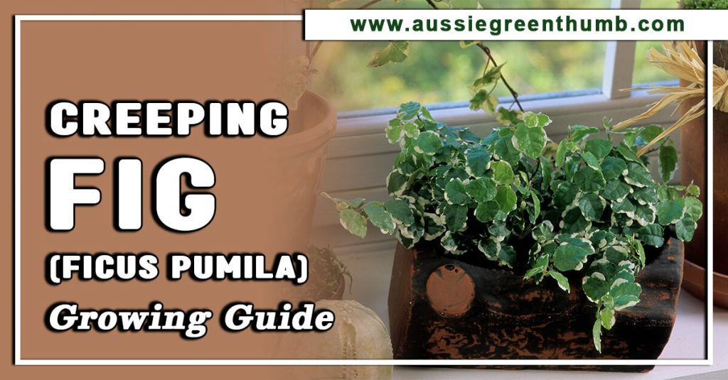 Creeping Fig (Ficus Pumila) Growing Guide