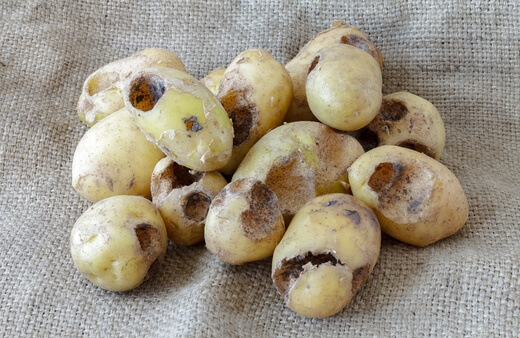 Damaged Potatoes Due to Pests