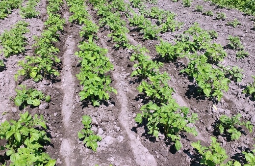 Example of Hilling Potatoes