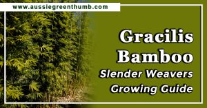 Gracilis Bamboo Slender Weavers Growing Guide