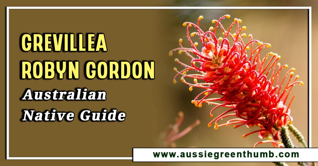 Grevillea Robyn Gordon Australian Native Guide