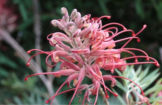 Grevillea Robyn Gordon is a specially bred garden cultivar, crossed between Grevillea banksii and Grevillea bipinnatifida