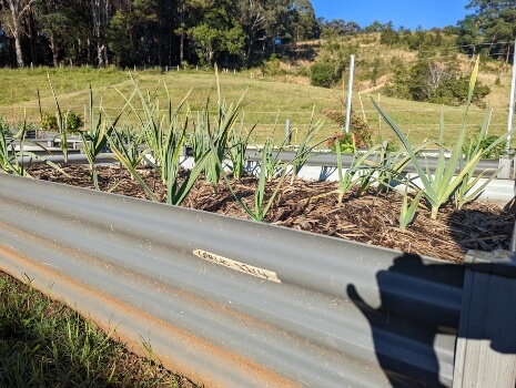 Growing Australian garlic in a raised garden bedGrowing Australian garlic in a raised garden bed