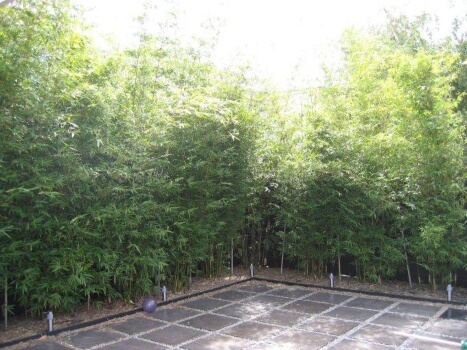 Growing Gracilis Bamboo in Australia