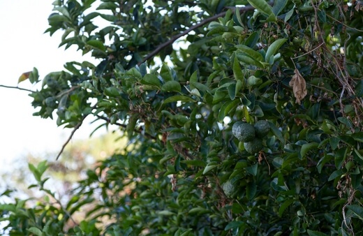 Growing Kaffir Lime in Australia