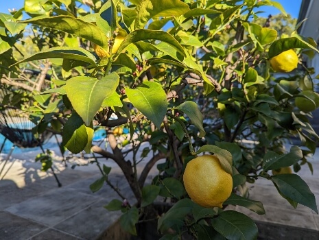 Growing Lemon Trees in Australia