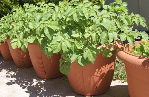 Growing Potatoes in Pots