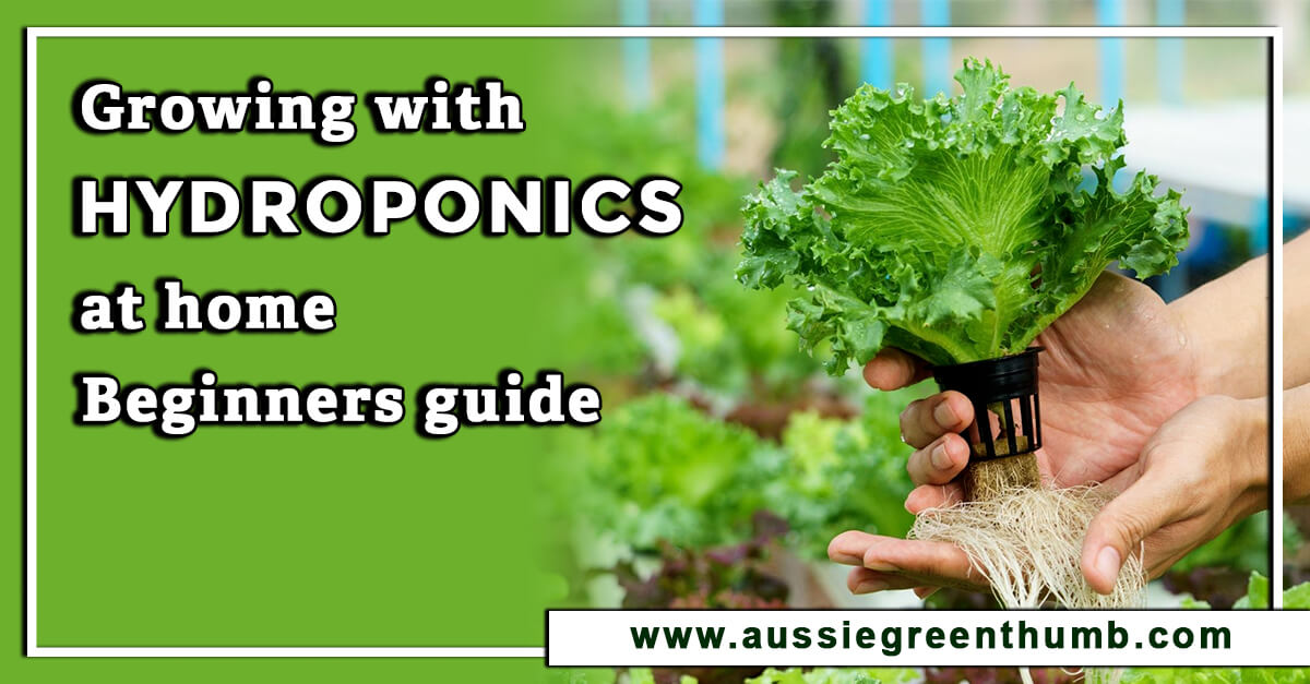 Growing with Hydroponics at home – Beginners guide