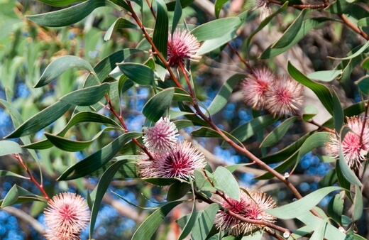 Hakea Laurina is a particular favourite among stingless bees