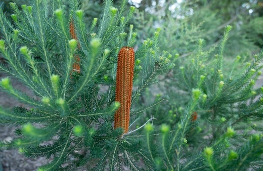 How to Care for Banksia Ericifolia