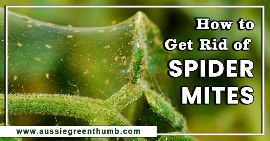 How to Get Rid of Spider Mites