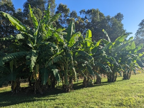 How to Grow Bananas in Australia