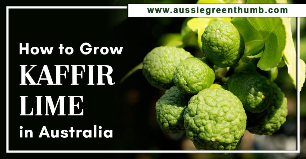 How to Grow Kaffir Lime in Australia