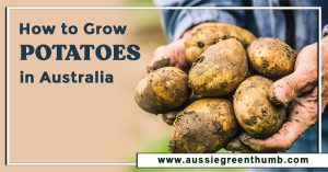 How to Grow Potatoes in Australia