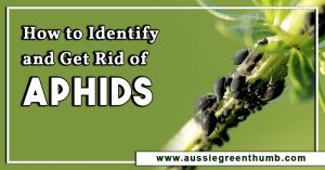 How to Identify and Get Rid of Aphids